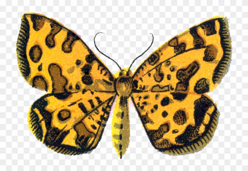 Png - Speckled Wood (butterfly Clipart #1285450