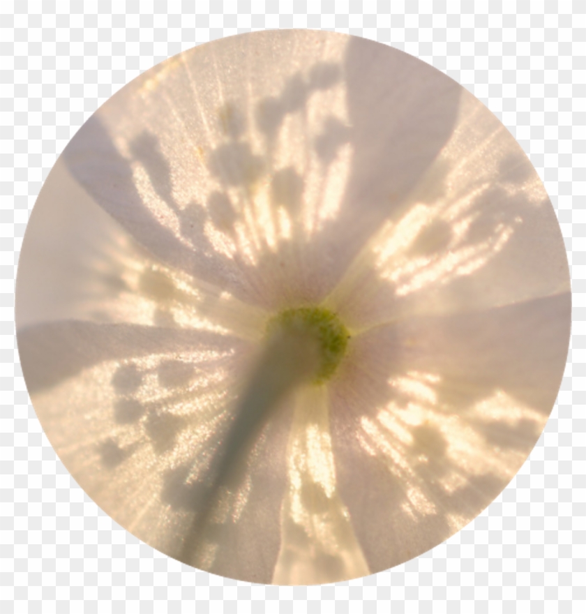 Yellow Flower Circle Tumblr Aesthetic Cute Pretty Paste - Aesthetic Pretty Clipart #1290567