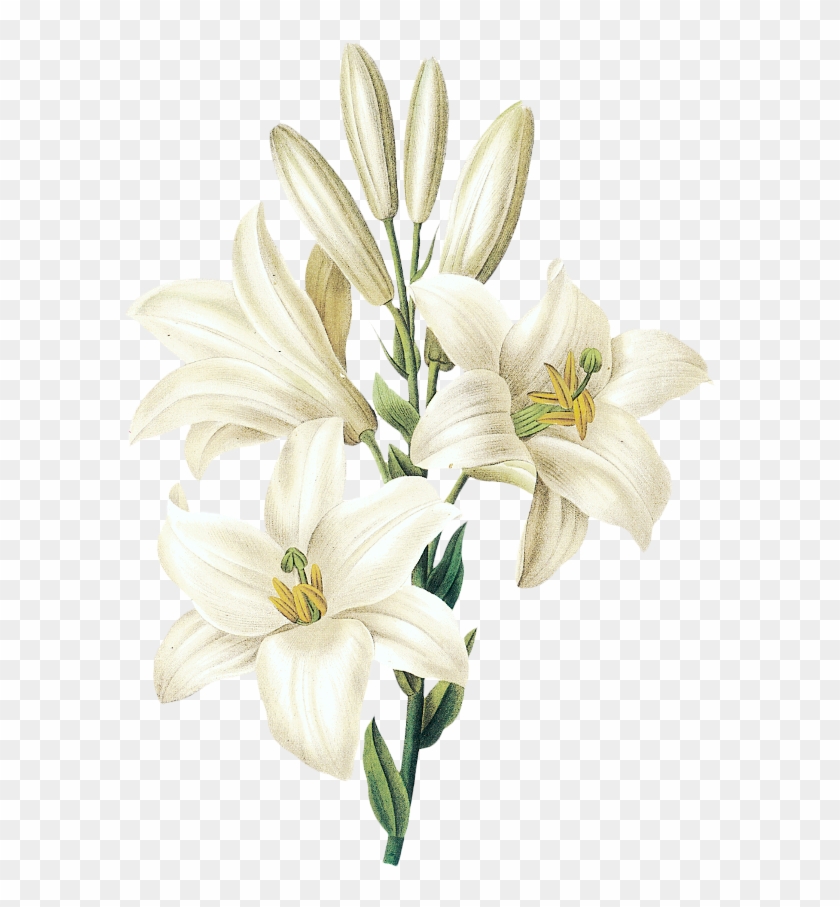 Easter Lily - Lily Illustration Clipart