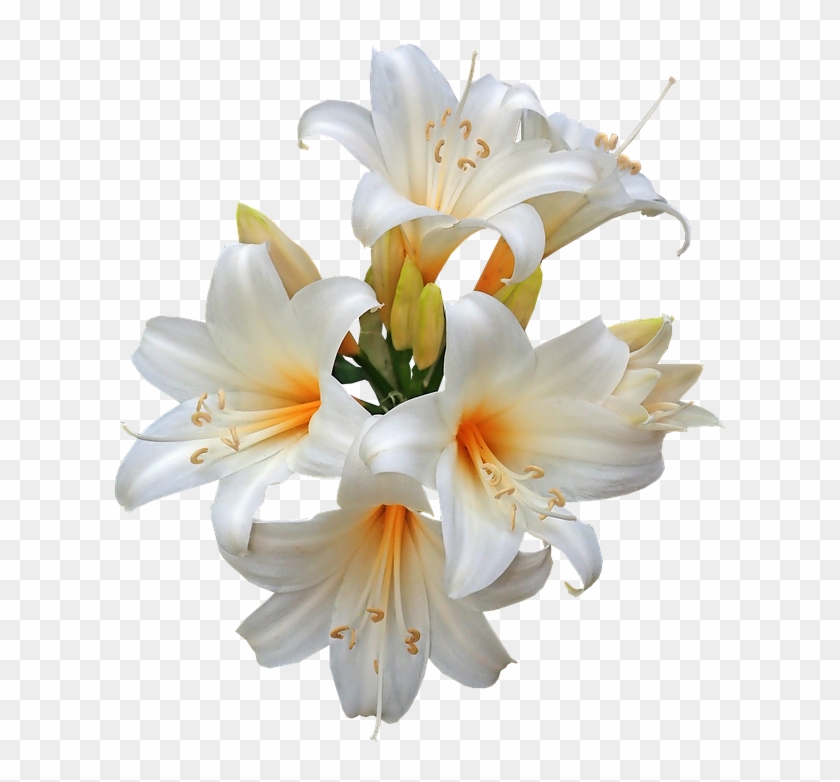 Belladonna Lilies Easter Lilies White Flower - Tiger Lily Clipart #1292172