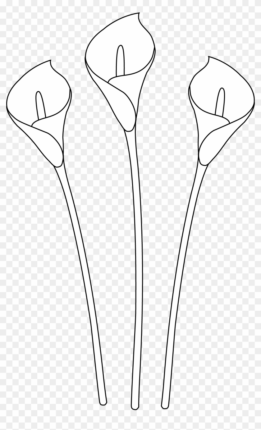 Vector Freeuse Download Clip Art Drawings Calla Lilies - Calla Lily Drawings Easy - Png Download