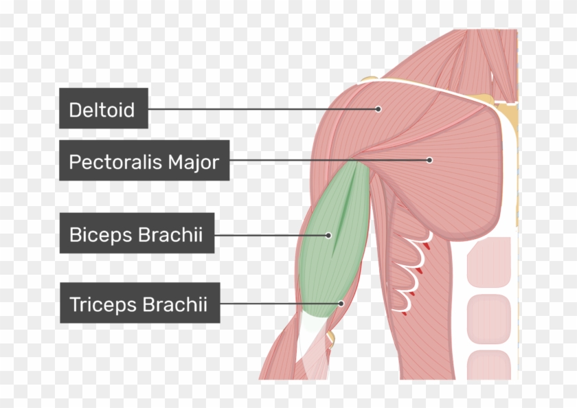 An Anterior View Of The Arm Muscles With Labels For - Biceps And Triceps Brachii Clipart #1292552