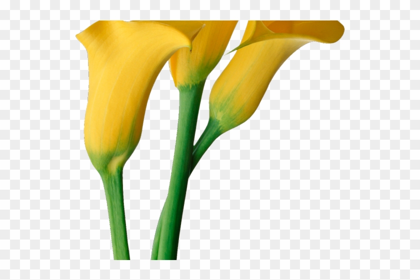 Easter Flower Clipart Calla Lily - Calla Lily Flowers Yellow - Png Download #1292586