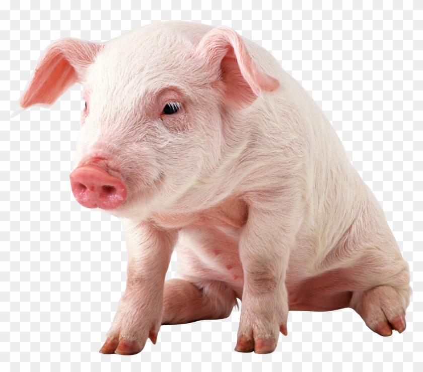 Free Png Download Sitting Baby Pig Png Images Background - Pig Png Clipart #1292767