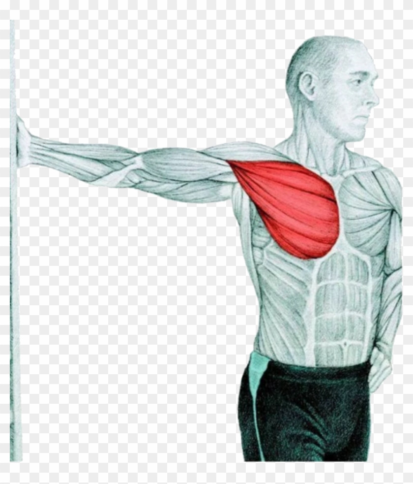 Chest Stretch At The Wall - Chest Muscle Stretches Clipart #1292892