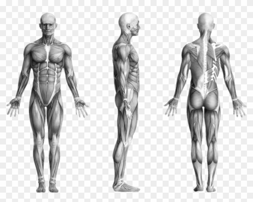 Human Muscles - Lumbo Pelvic Hip Distortion Clipart