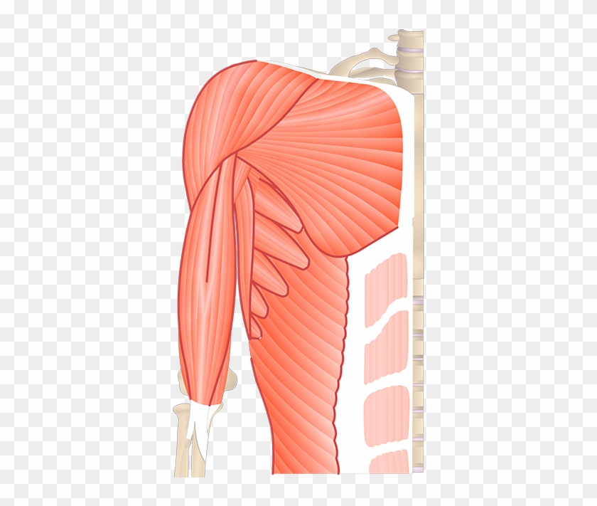 Upper Arm Muscle Unlabeled Clipart