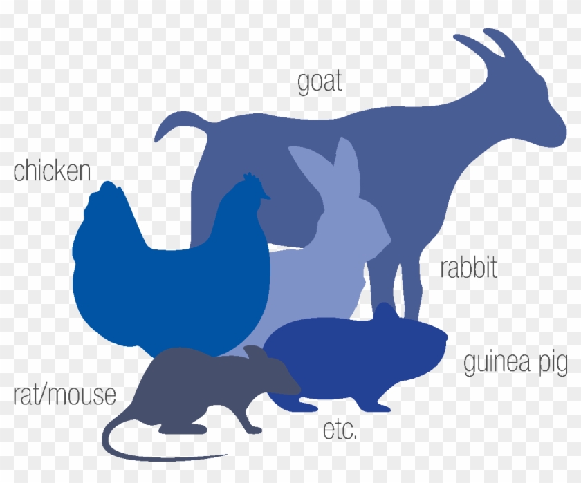 Select Currency - Chicken Clipart #1293170