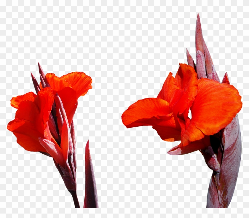 Lily Flower Png - Lily High Resolution Free Clipart #1293205