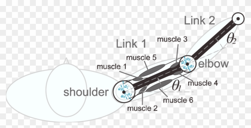 Two Joints Six Muscles Arm - Leider Kein Foto Für Dich Clipart