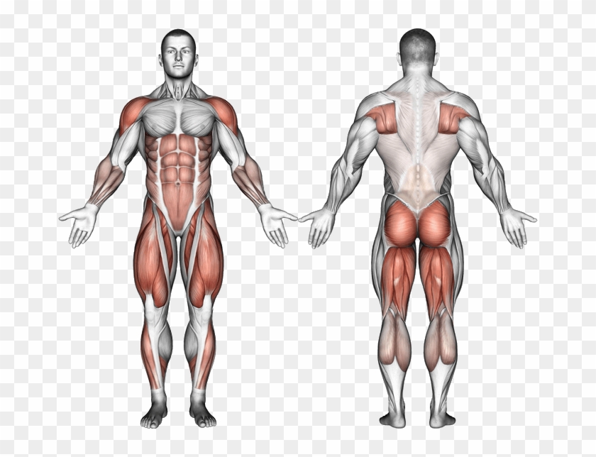 Muscles Worked - Front Squats Muscles Worked Clipart #1293444