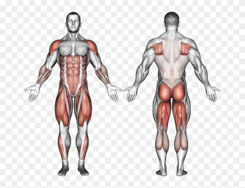 Muscles Worked - Front Squats Muscles Worked Clipart #1293444