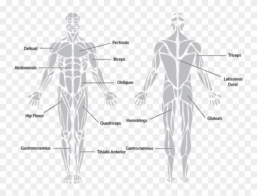 Knowing The Major Muscles That Cause Movement Around - Muscular System Black And White Clipart #1293503