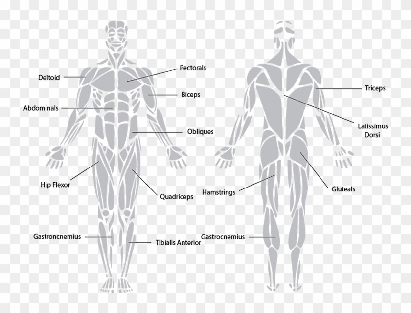 Knowing The Major Muscles That Cause Movement Around - Muscular System Black And White Clipart