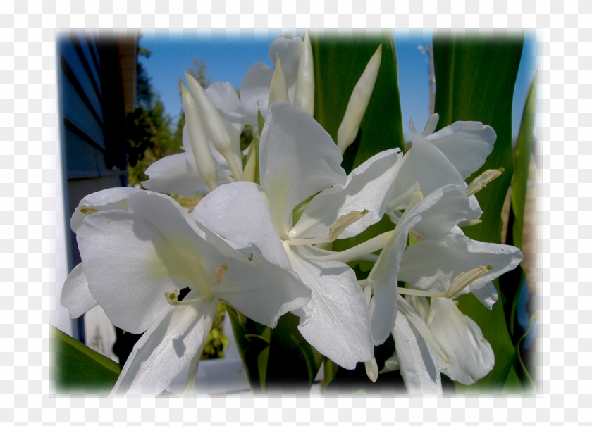 Butterfly Hedychium Coronarium Wild Things Grow - Lily Clipart
