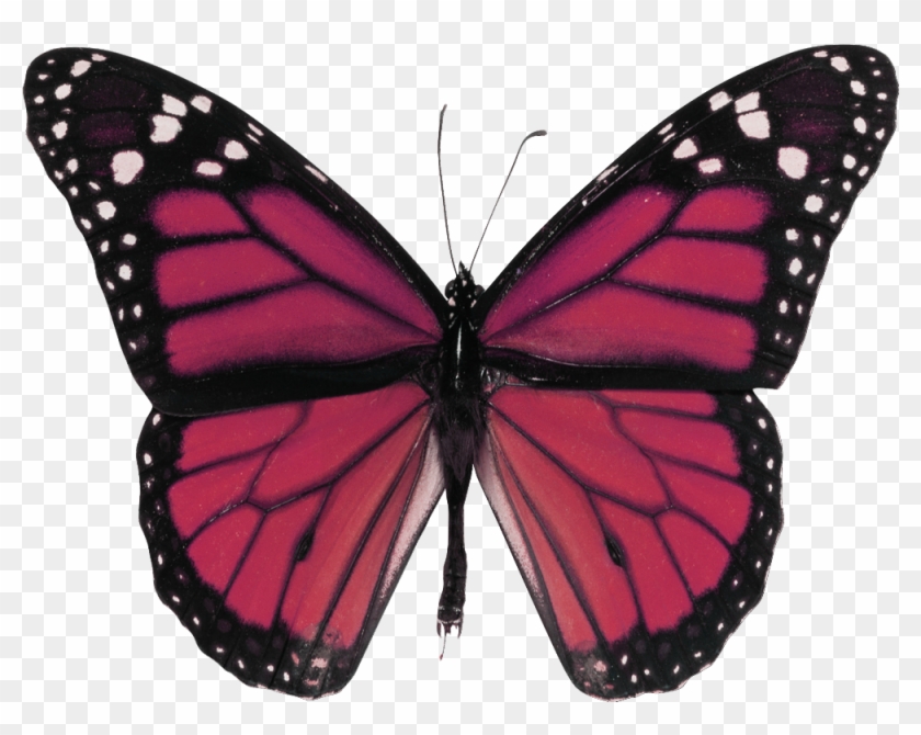 Http - //fotki - Yandex - Ru/next/users/ladyo2004/ - Purple Butterfly White Background Clipart #1295382