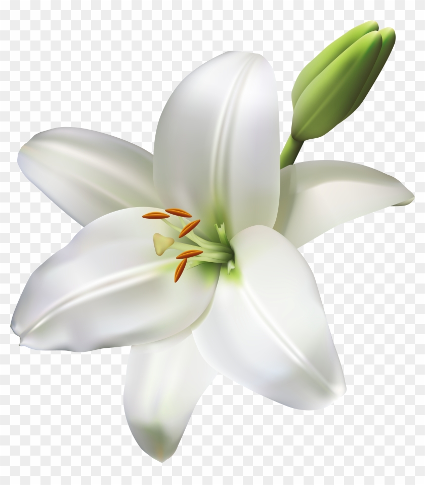 Lily Flower Transparent Png Clip Art Image - Lily Flowers Clear Background #1296398