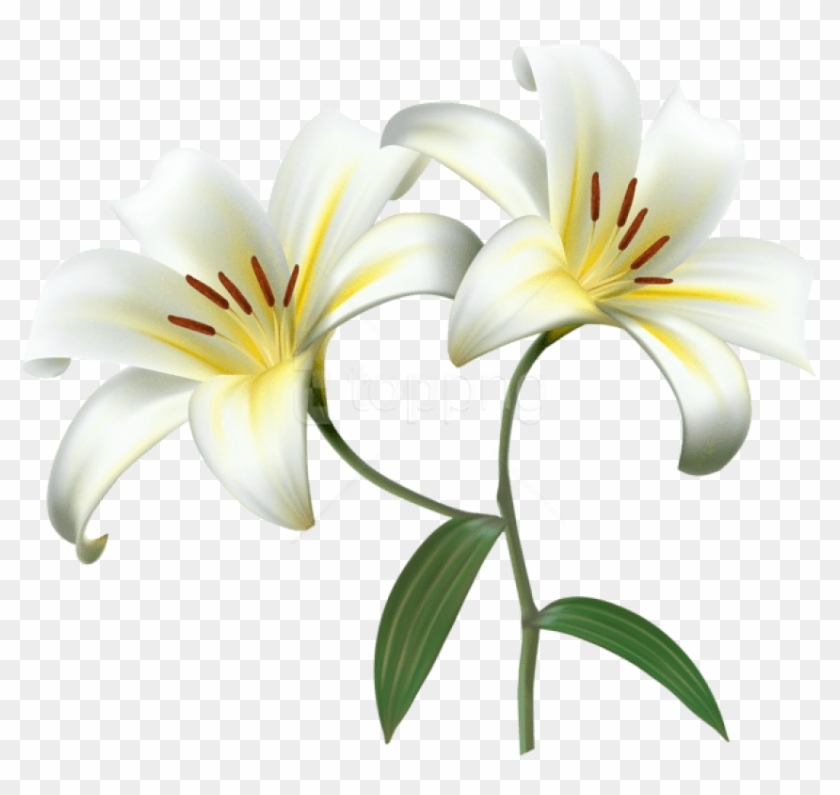 Free Png Download White Lilium Flower Decorative Transparent - White Lily Flower Png Hd Clipart #1296541