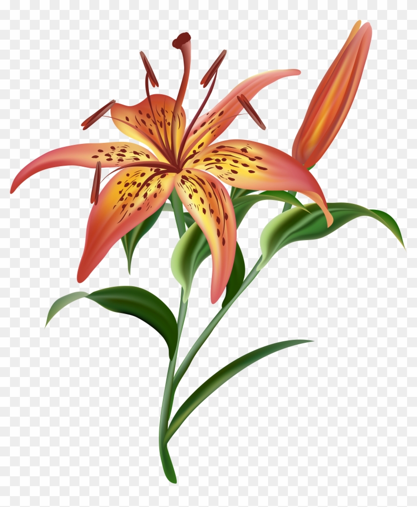 Lilium Flower Png Clipart #1296700