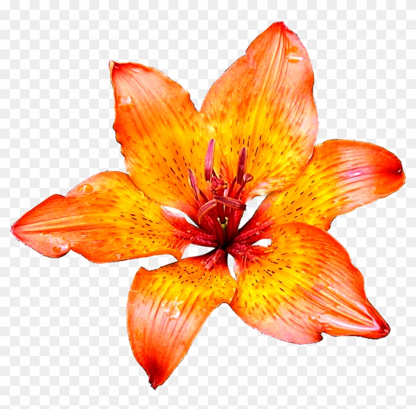 Lily Flowers Png Images Pics Free Download - Orange Flowers White Background Clipart