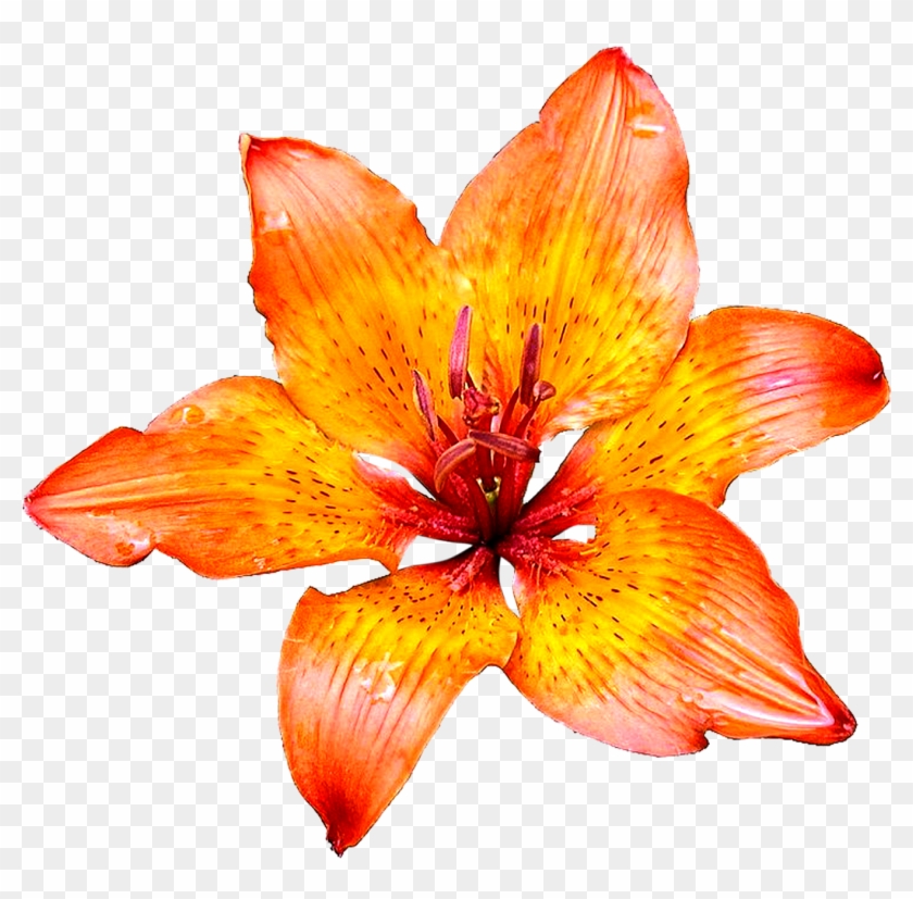 Lily Flowers Png Images Pics Free Download - Orange Flowers White Background Clipart #1297381