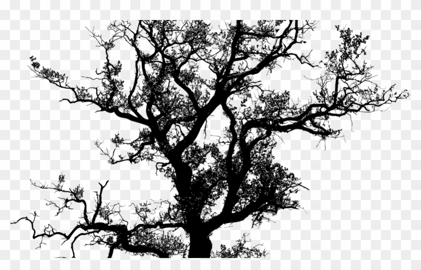 Banner Black And White Library Oak Tree Silhouette - Tree Siluet Vector Png Clipart