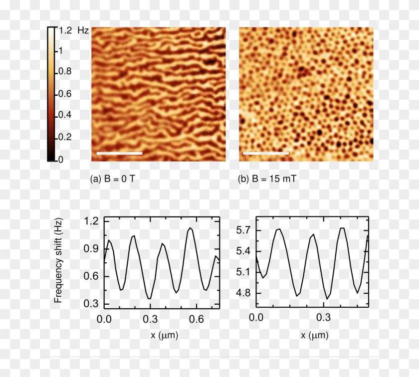 Mfm Images Of A Polished Surface Of Bulk Samples Of - Tan Clipart #1297899