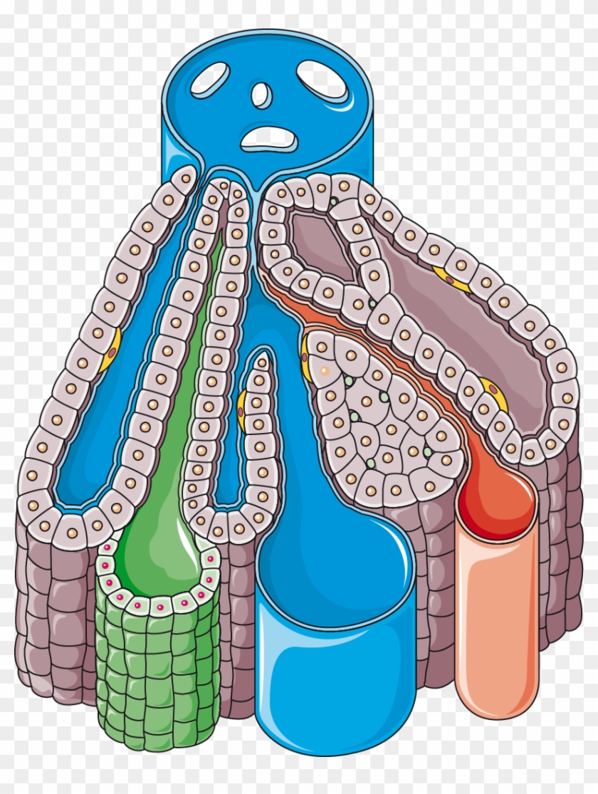 Download The Image - Liver Lobule Clipart #1298239