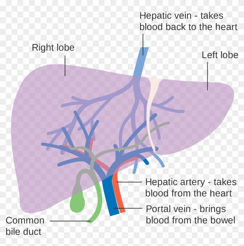 Diagram Showing The Two Lobes Of The Liver And Its - Liver And Blood Supply Clipart #1298382