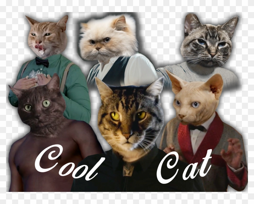 Cool Cat Crew - Domestic Short-haired Cat Clipart #1298514
