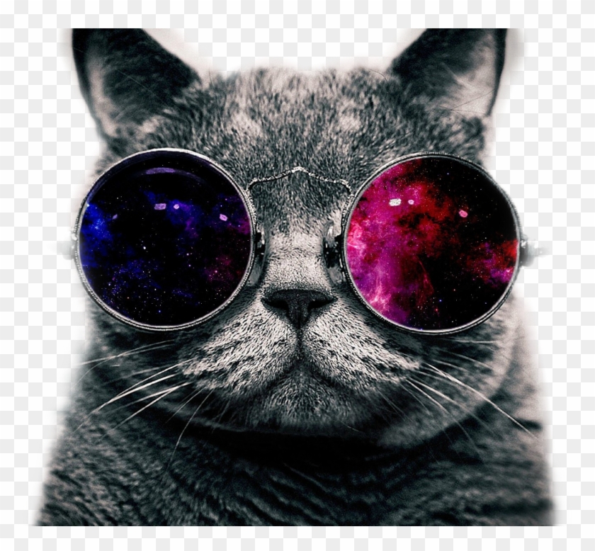Coolcat Sticker - Mlg Cat With Glasses Clipart #1298904