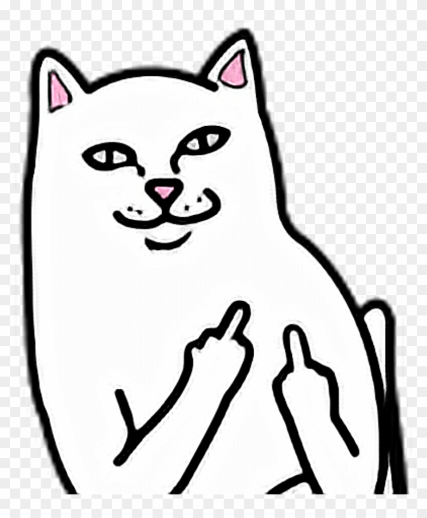 images Middle Finger Cat Flipping Off Meme middle finger cat png clipart png