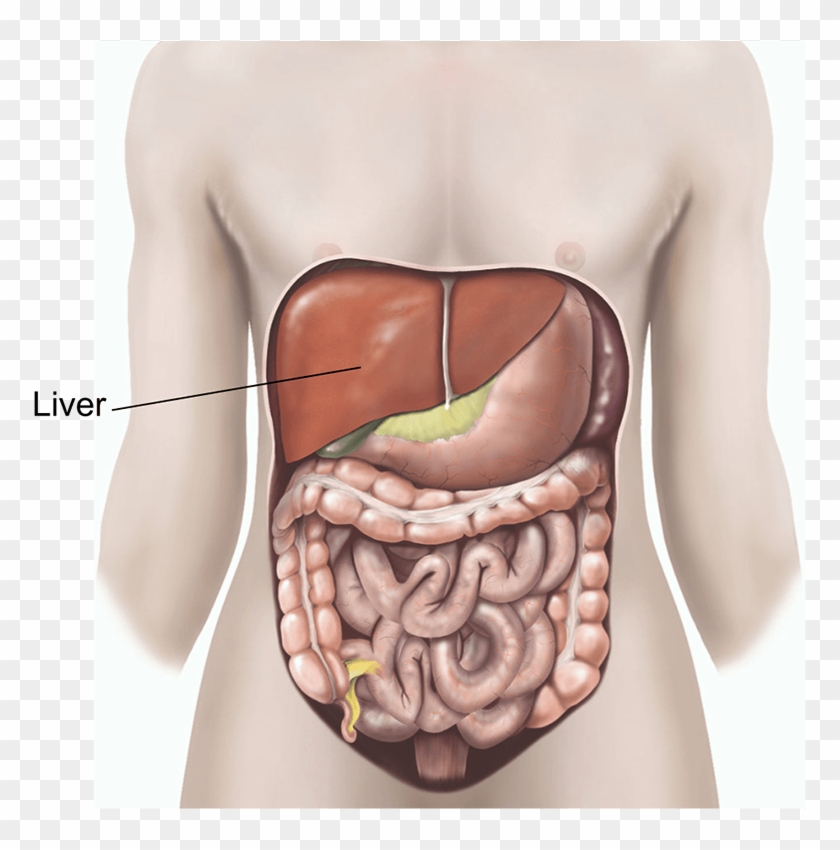 Are There Any Alternatives To A Liver Biopsy - Tattoo Clipart #1299603