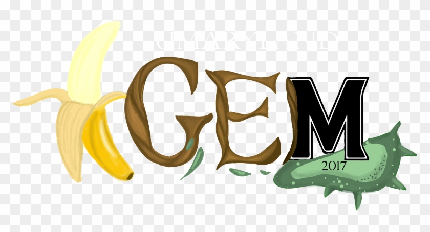 Team - Umaryland - Saba Banana Clipart #130216