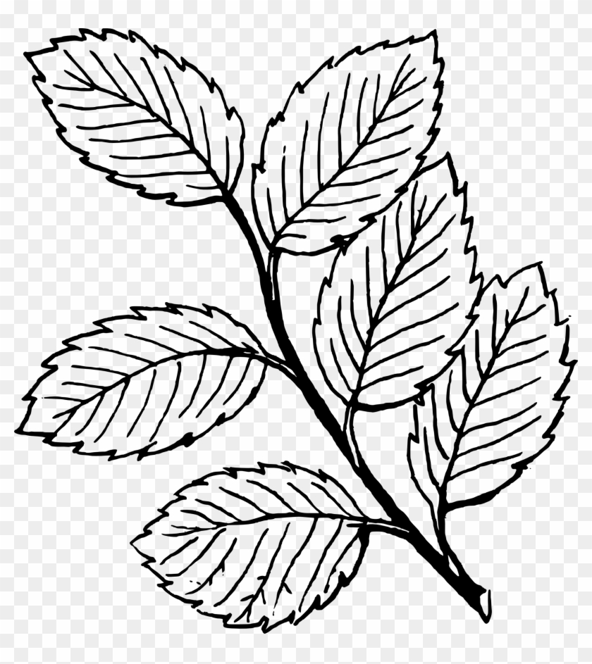 Clipart Rose Leaf - Drawings Of Rose Leaves - Png Download