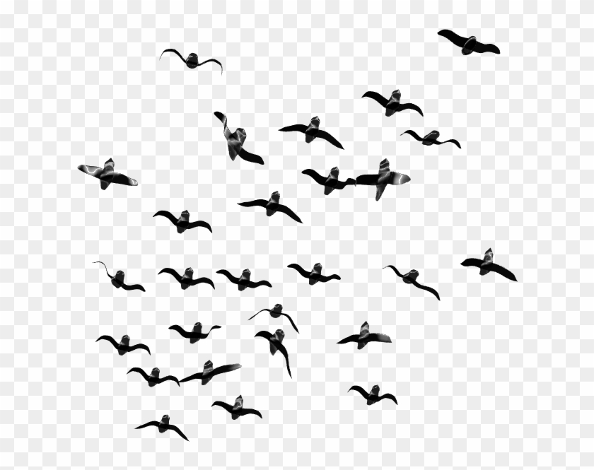 Bird Png - Transparent Birds Flying Png Clipart #130643