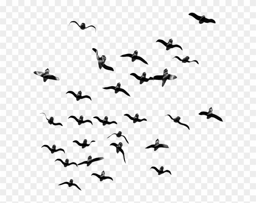 Bird Png - Transparent Birds Flying Png Clipart