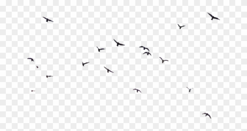 Birds Png Transparent Image1 - Bird Png Clipart #130721