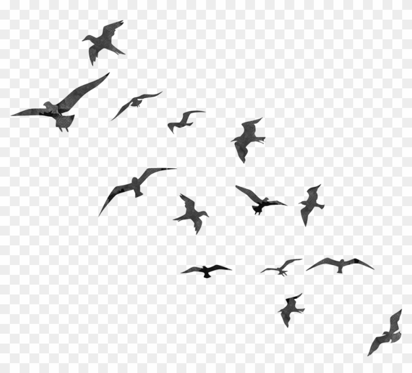 Birds Png - Birds For Double Exposure Clipart #131017