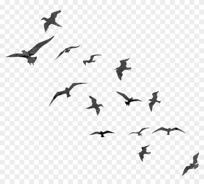 Birds Png - Birds For Double Exposure Clipart