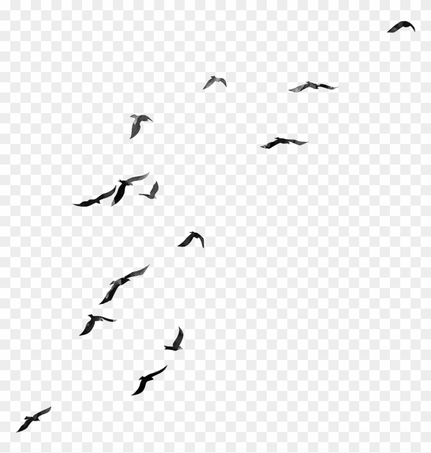 Flock , Png Download - Birds With Transparent Background Clipart #131080