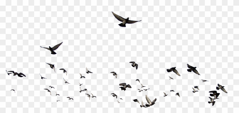 3500 X 3500 7 - Birds Psd Clipart #131112