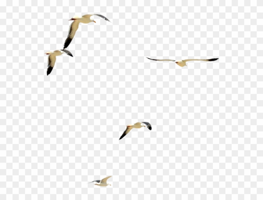 Flock Of Doves Png - Flock Clipart #131137