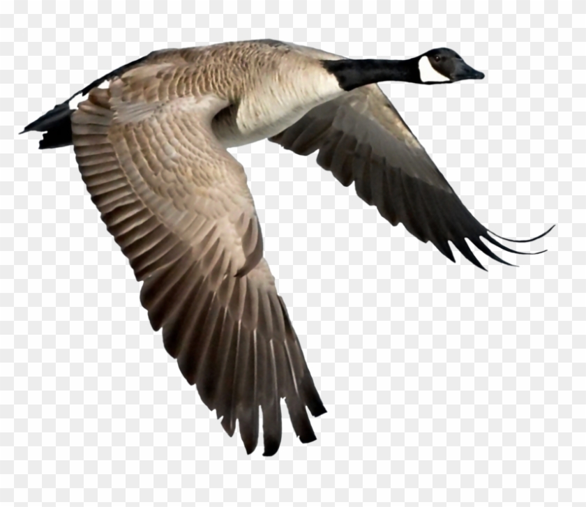 Flying Goose Png - Flying Canada Goose Bird Clipart