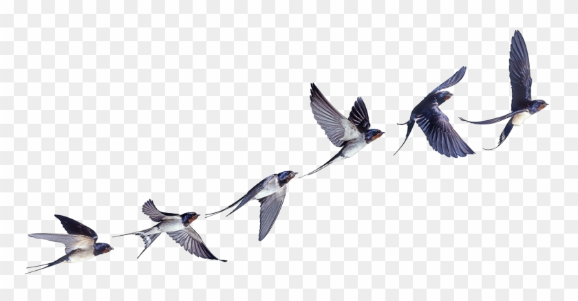 Flight Flock Of Birds Swallow Bird Barn - Swallow In Flight Clipart #131350
