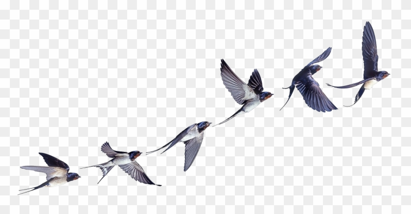 Flight Flock Of Birds Swallow Bird Barn - Swallow In Flight Clipart