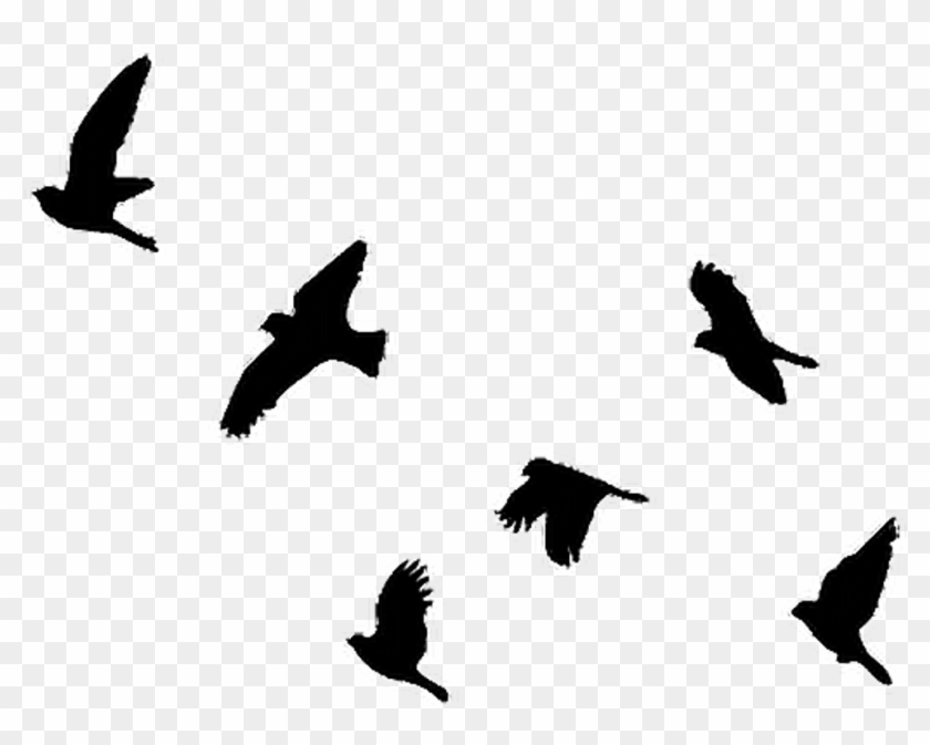 Report Abuse - Bird Silhouette Flying Up Clipart