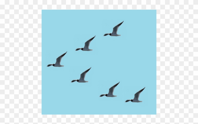 Birds In Leader-follower Formation - Flock Clipart