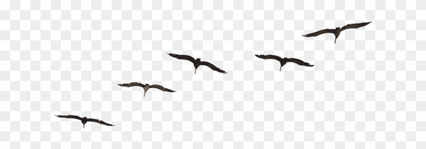 Free Png Download Bird Png Images Background Png Images - Transparent Fly Bird Png Clipart