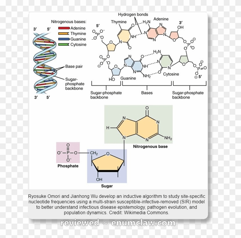 Are You Sure Mr - Nucleotide Definition Clipart